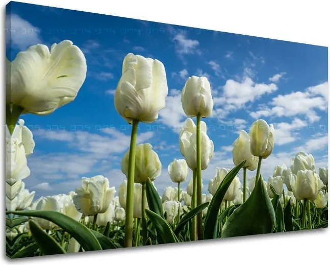 Obraz na stenu KVETY KV040E11 - 30x40 cm