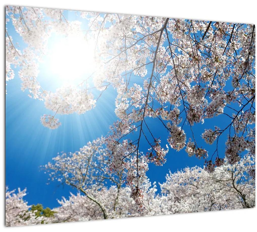 Sklenený obraz - Čerešňové kvety (70x50 cm)