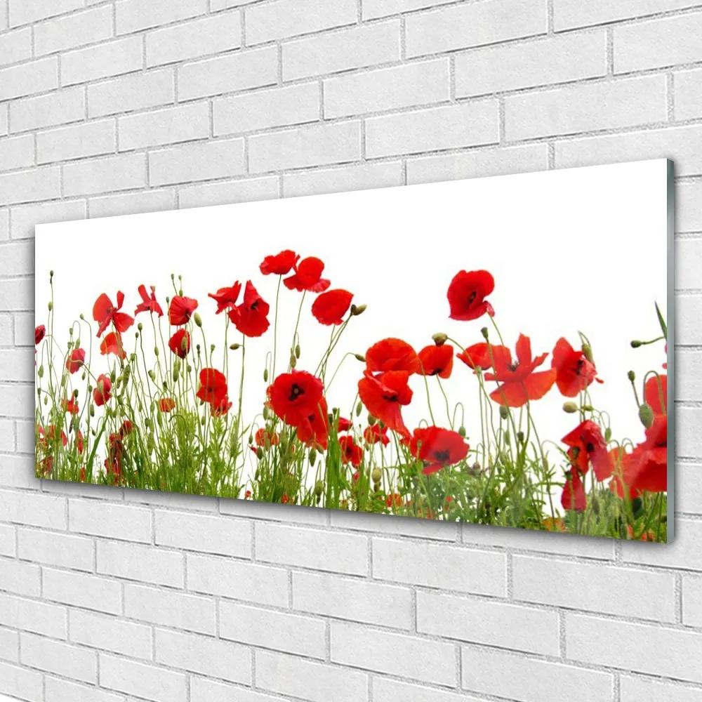 Obraz plexi Maky kvety príroda 125x50 cm