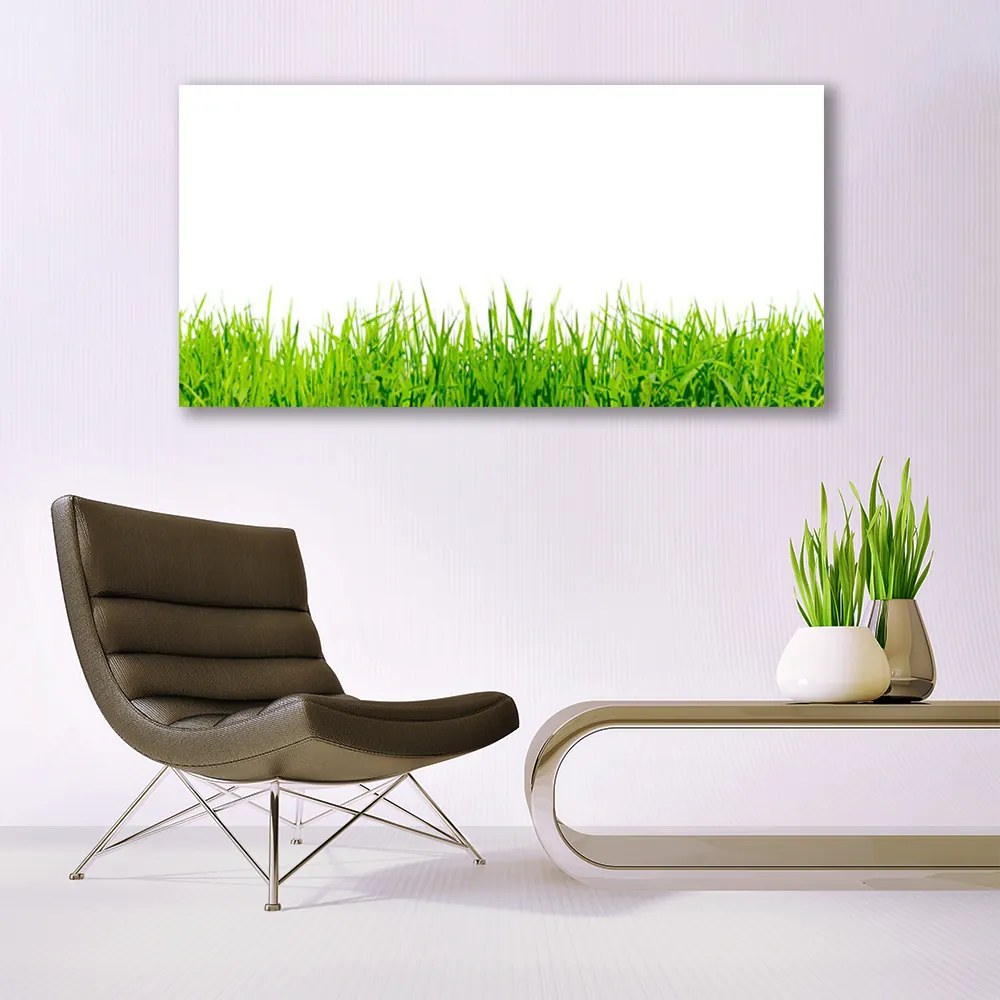 Obraz na akrylátovom skle Tráva príroda rastlina 120x60 cm