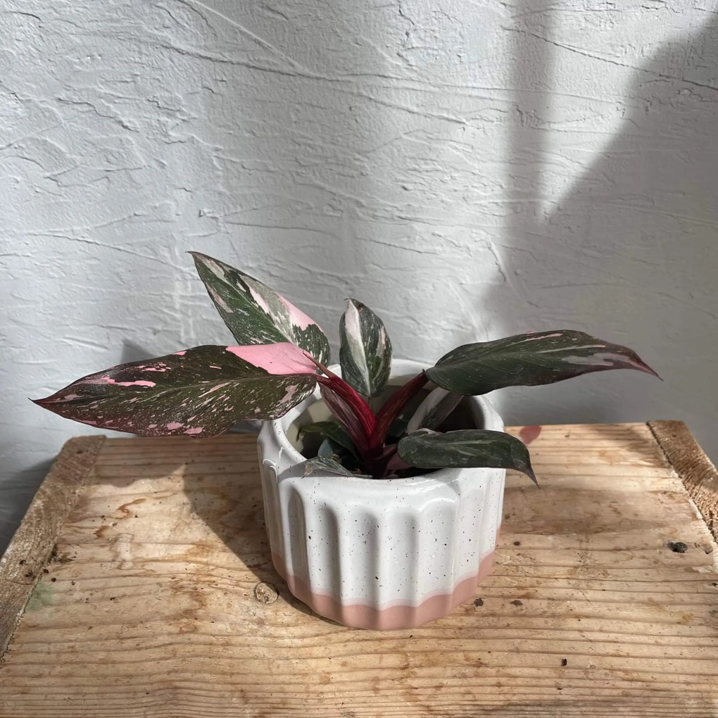 Philodendron Pink Princess marble baby