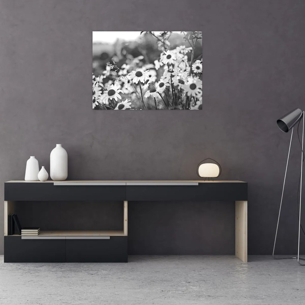 Obraz - Kopretiny (70x50 cm)