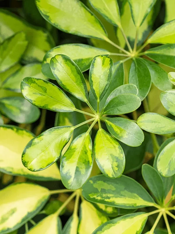 Schefflera arboricola Gold Capella 34x155 cm
