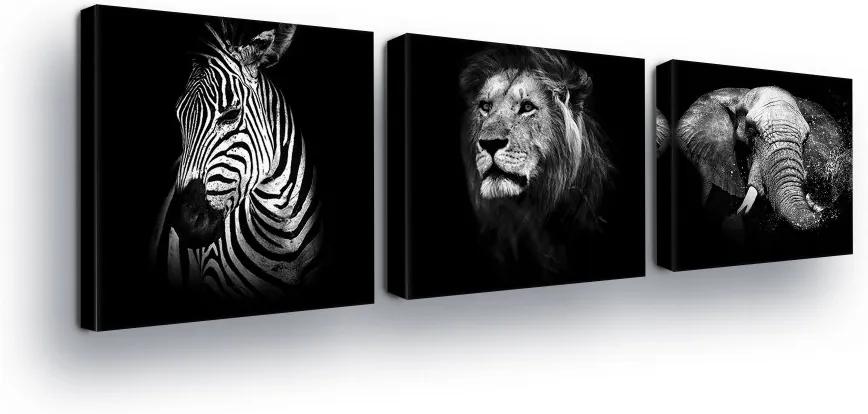 GLIX Obraz na plátne - Black and White, Animal Trio 3 x 25x25 cm