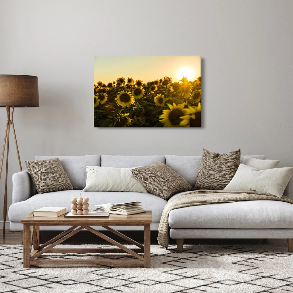 Obraz slnečnicového poľa (90x60 cm)