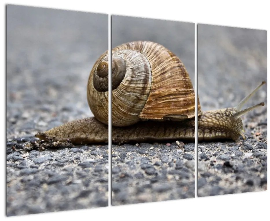 Ulita slimáka, obraz na stenu
