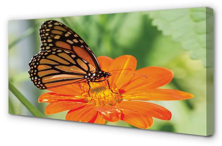 Obraz na plátne Kvet farebný motýľ 100x50 cm