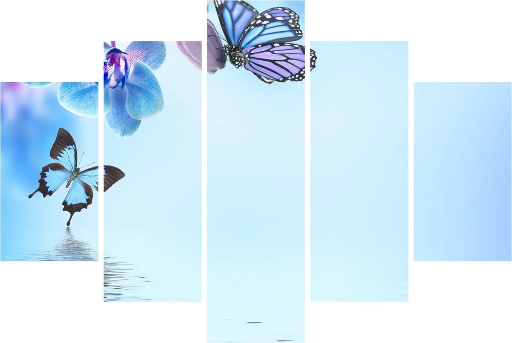 Obraz - Motýľ na kvetoch orchidey, modrý (150x105 cm)