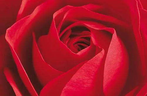Fototapety, rozmer 175 x 115 cm, ruže, W+G 680