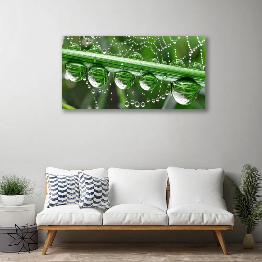Obraz na plátne Pavučina kvapka rastlina 120x60 cm
