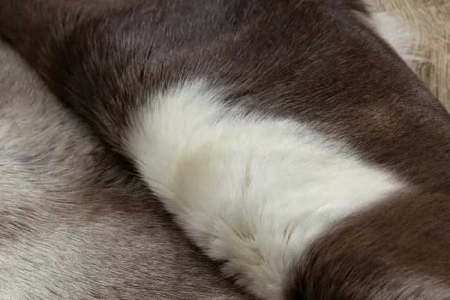 Koberec RENIFER POK019 hnedý