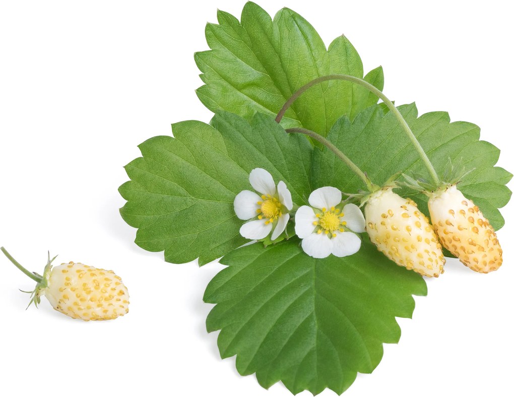 Kapsule so semienkami Lingot ovocné kríky biele lesné jahody