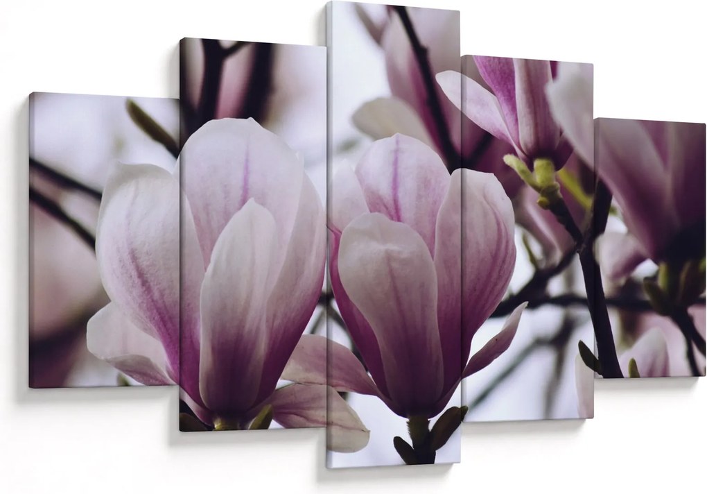 Obraz - Magnolie (150x105 cm)