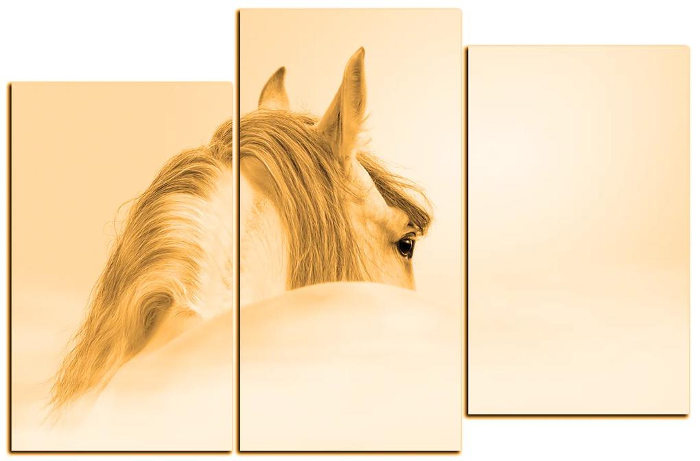 Obraz na plátne - Andalúzsky kôň v hmle 1219FC (105x70 cm)