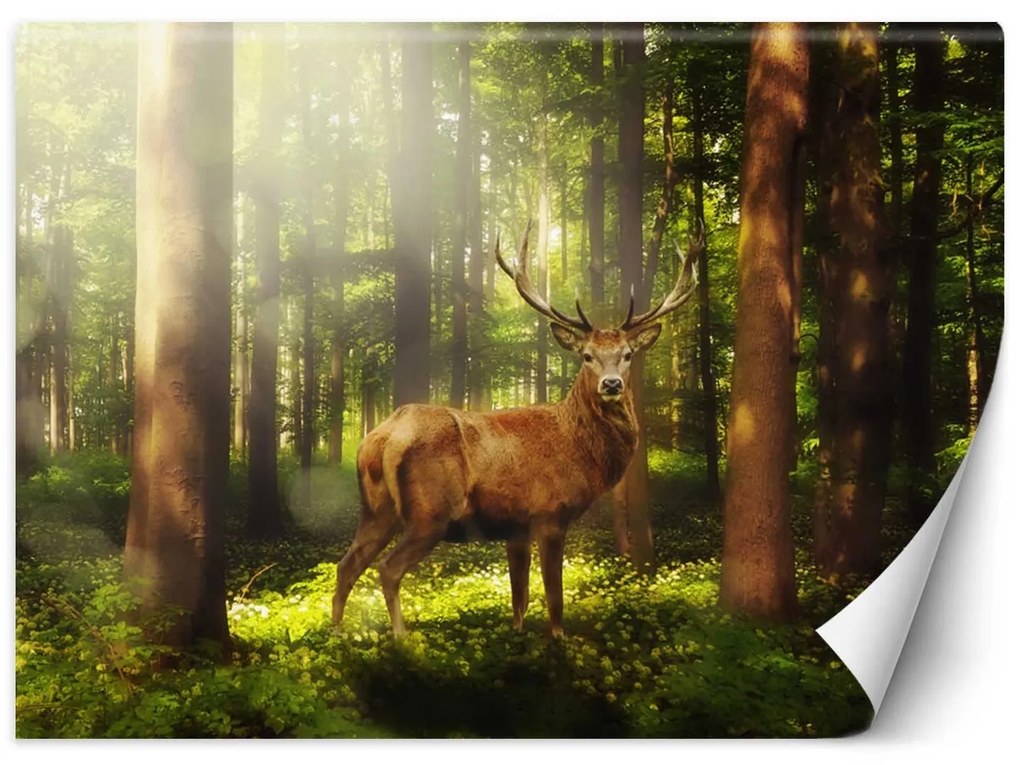 Gario Fototapeta Jeleň v lese Materiál: Vliesová, Rozmery: 450 x 315 cm
