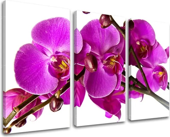 Obraz na stenu 3 dielny KVETY KV053E30 - 120x80 cm