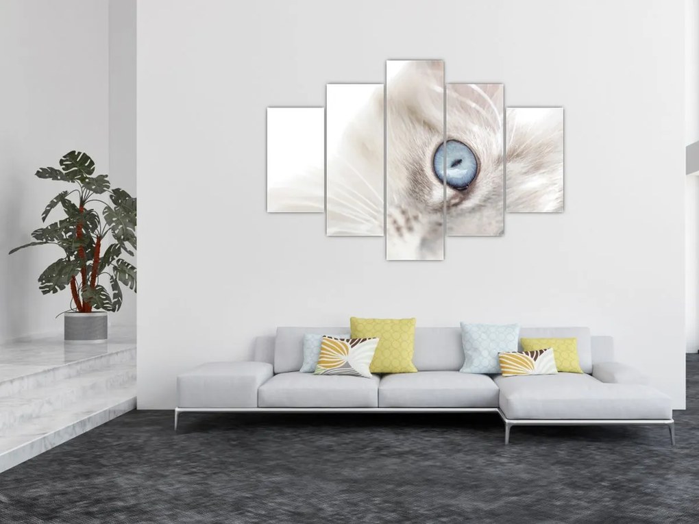 Obraz - Mačka s modrými očami (150x105 cm)