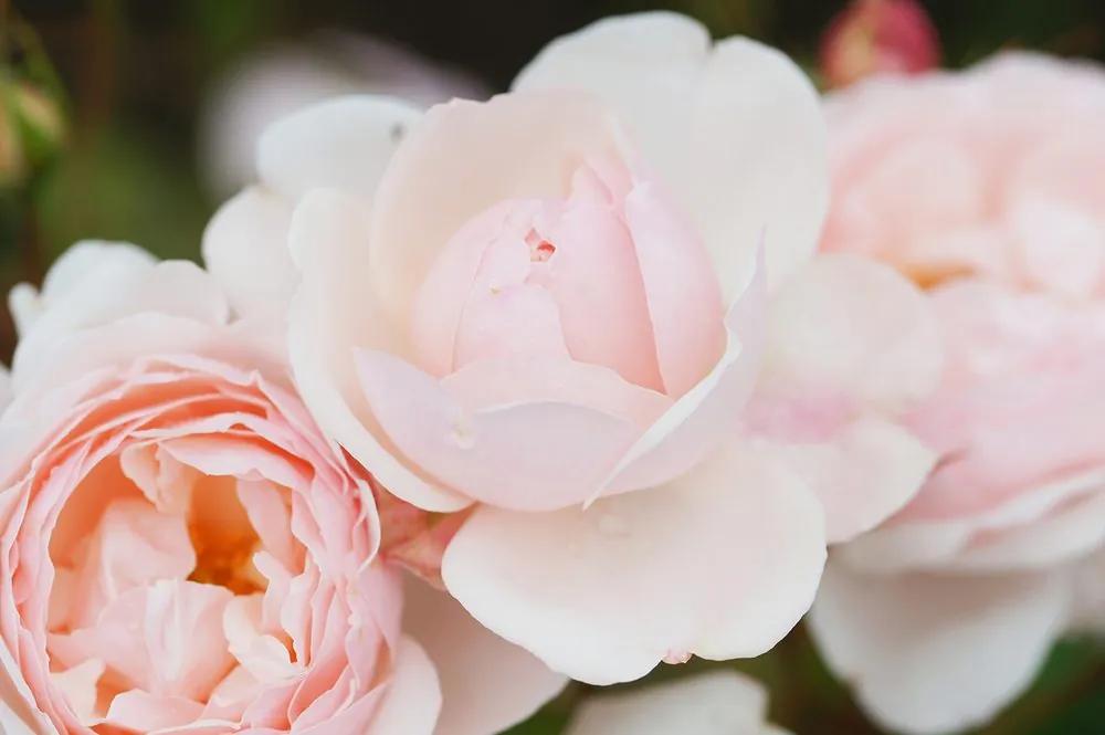 Fototapeta detail pastelovej ruže