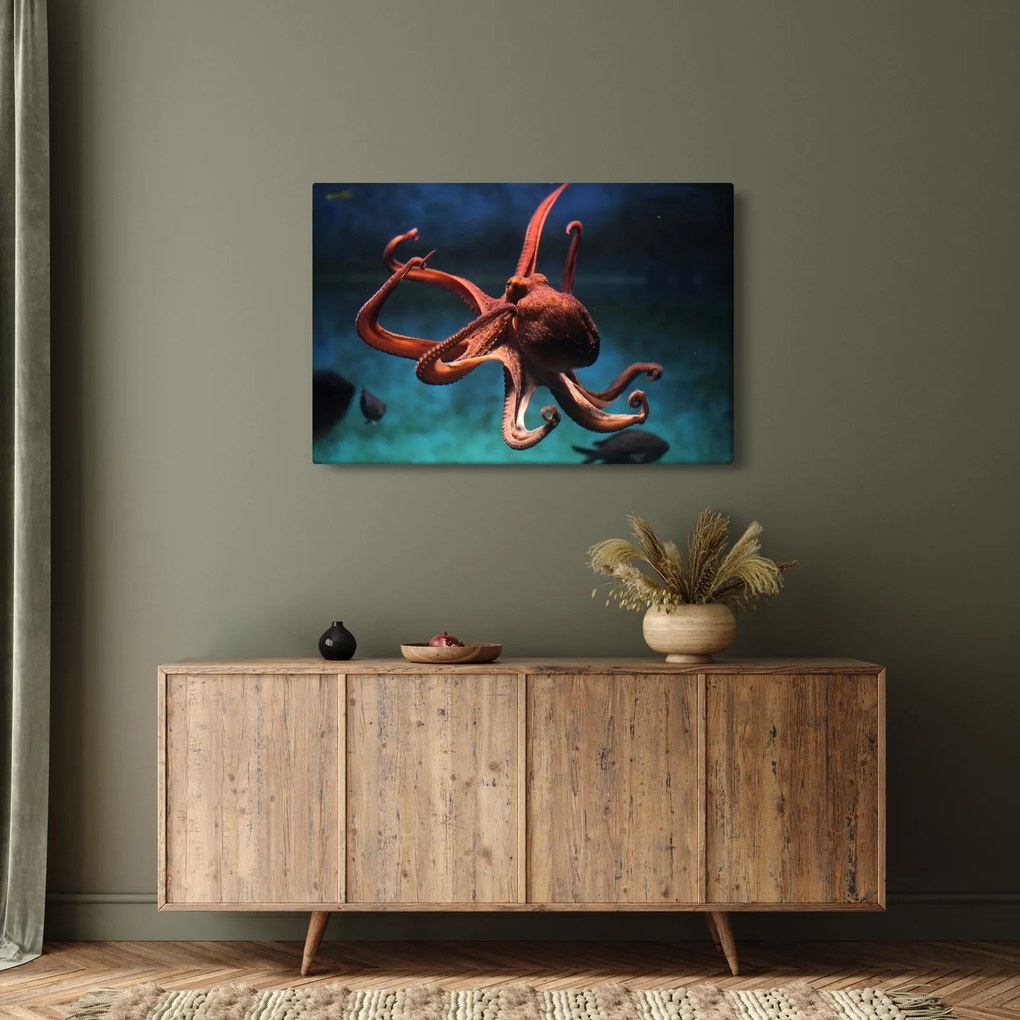 Obraz - Chobotnica (90x60 cm)