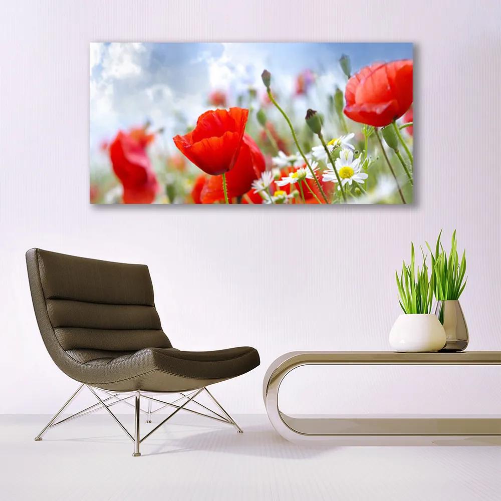 Obraz plexi Maky sedmokrásky kvety 120x60 cm