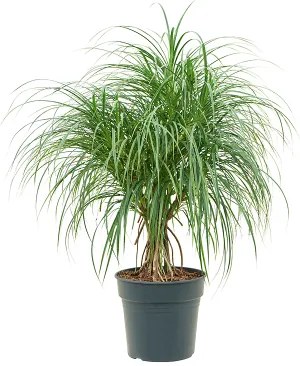 Pandanus stellatus multi stem 30x115 cm