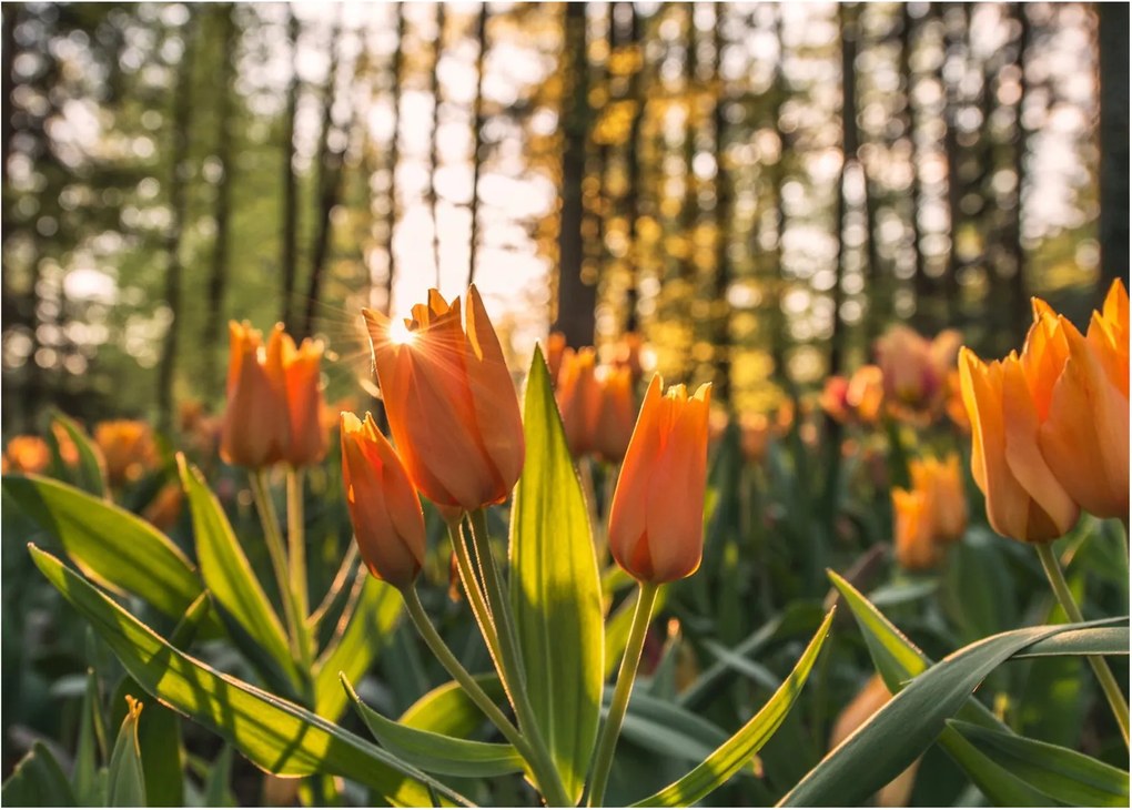 Sklenený obraz - oranžové tulipány (70x50 cm)