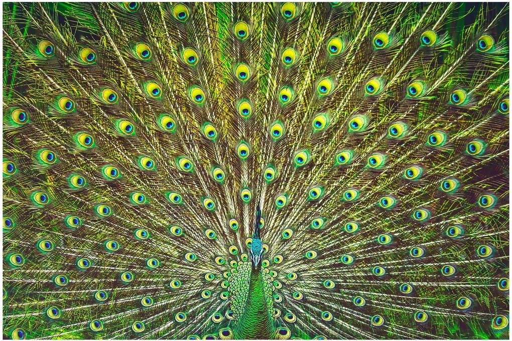 Obraz - Páv (90x60 cm)