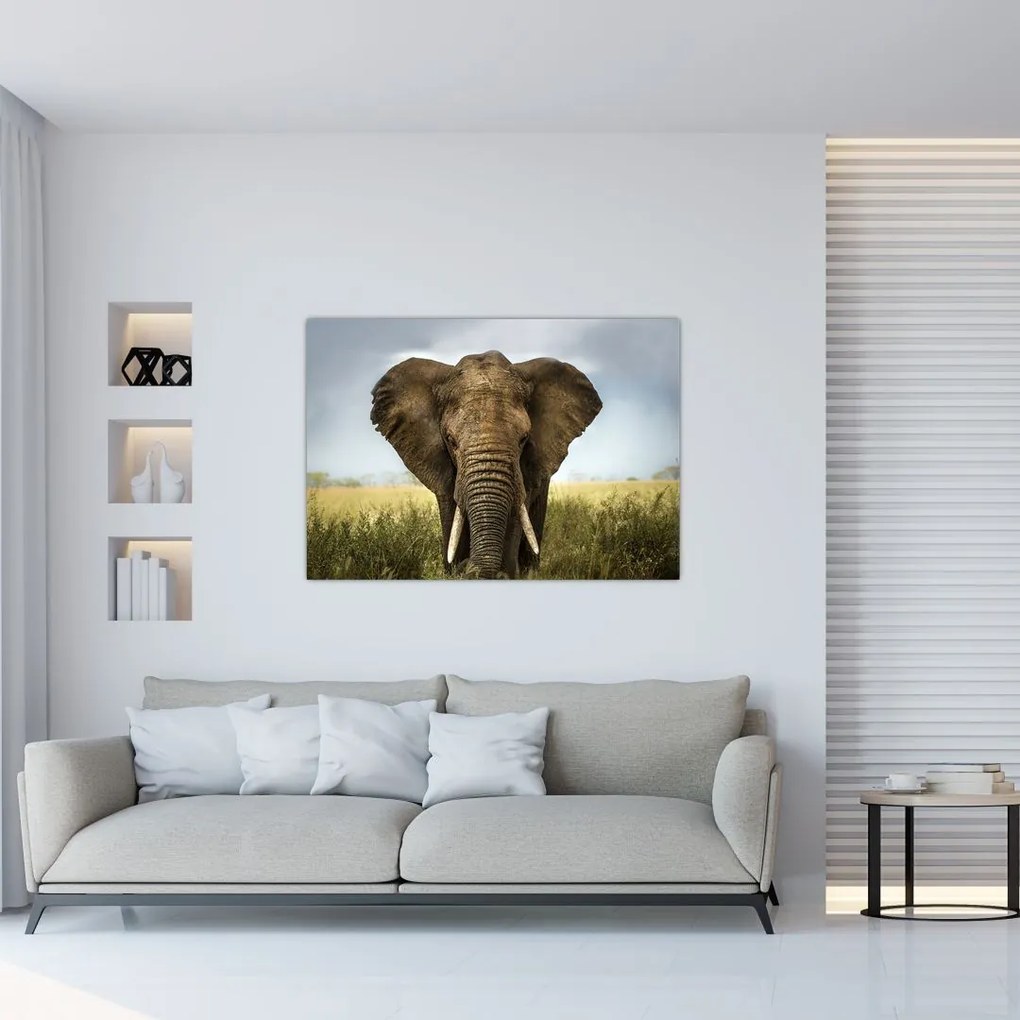 Slon - obraz
