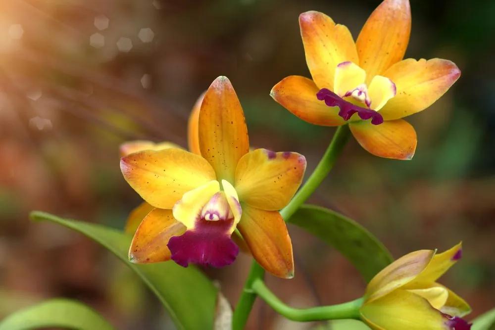 Obraz oranžová orchidea Varianta: 120x80