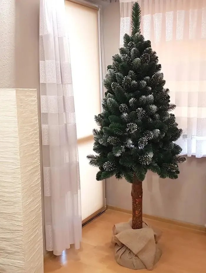 Borovica diamantová na pni Veľkosť: 180cm