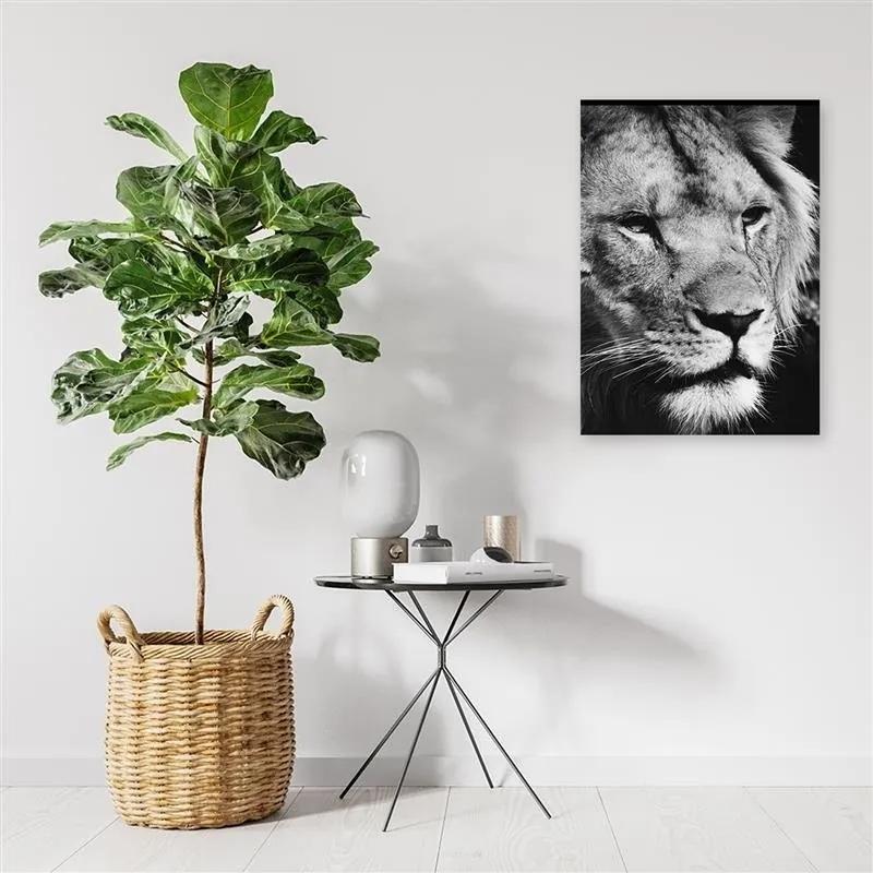 Obraz na plátně Afrika Lev černobílý - 70x100 cm