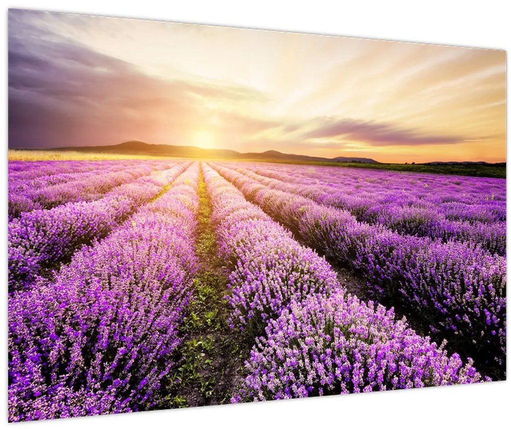 Obraz - Východ slnka v levanduľovom poli (90x60 cm)
