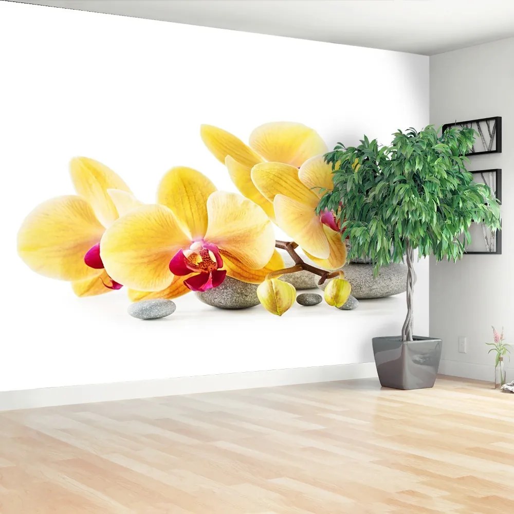 Fototapeta Vliesová Žltá orchidea 250x104 cm