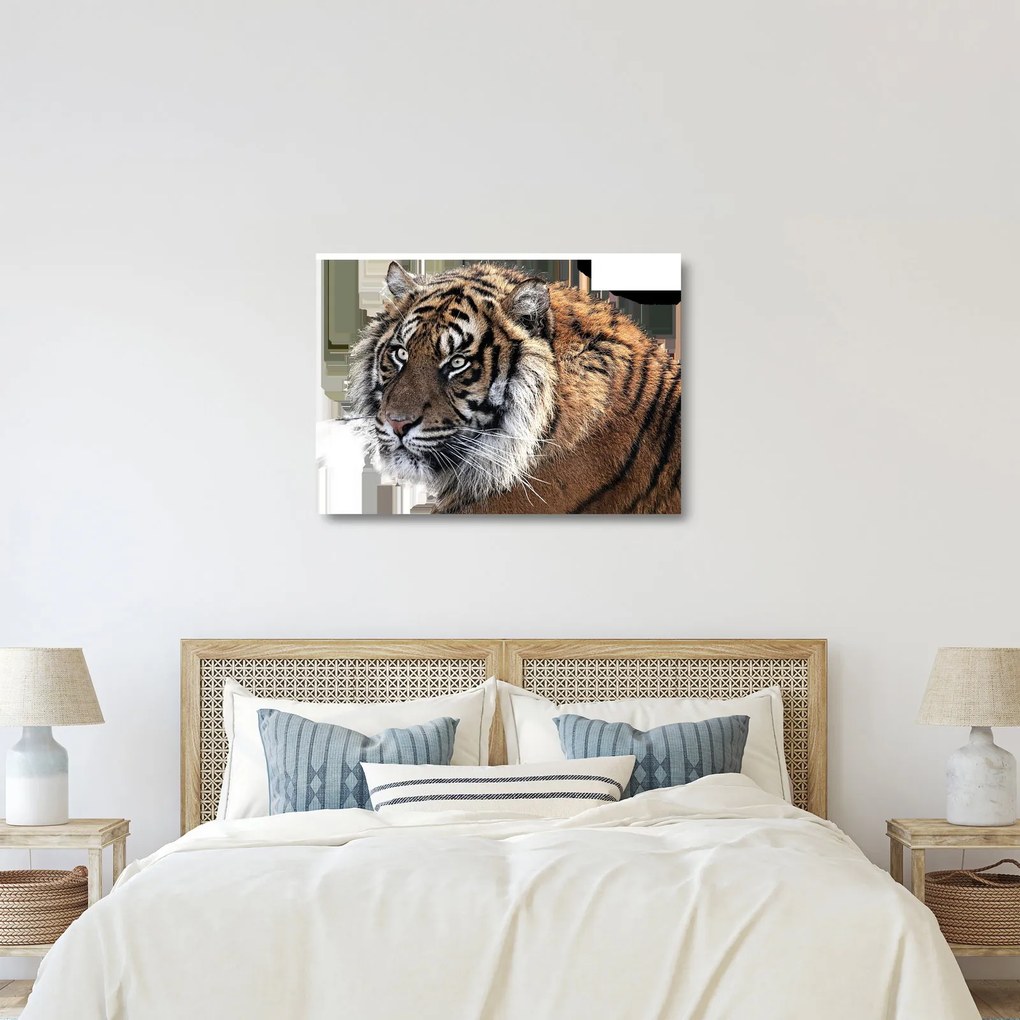 Sklenený obraz tigra (70x50 cm)