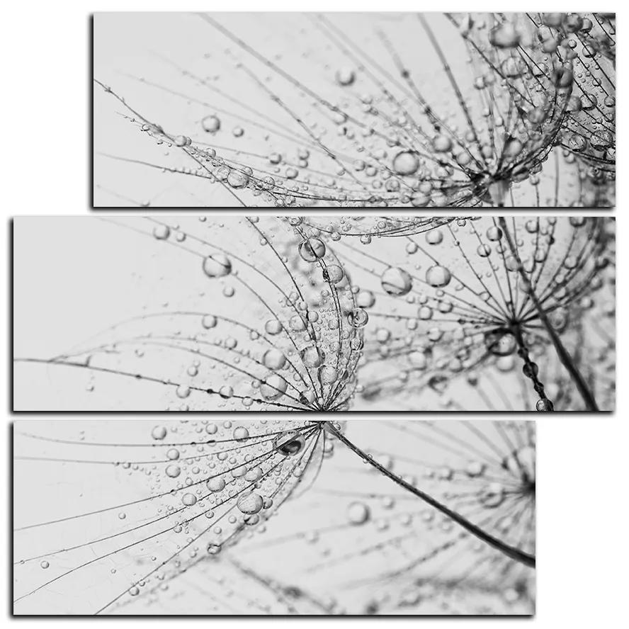 Obraz na plátne - Púpava s kvapkami vody - štvorec 3203QD (105x105 cm)