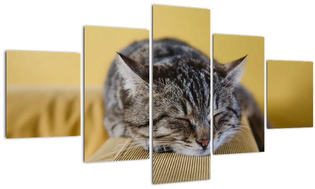 Obraz mačky na pohovke (125x70 cm), 40 ďalších rozmerov