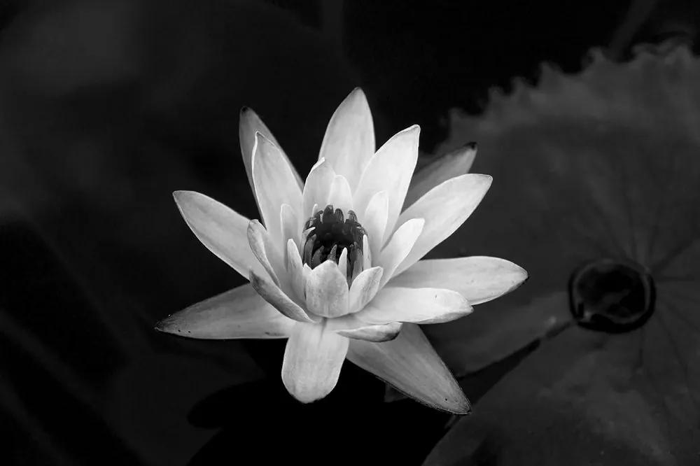 Samolepiaca tapeta tajomný kvet lekna v čiernobielom prevedení