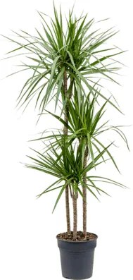 Dracaena marginata 24x120 cm