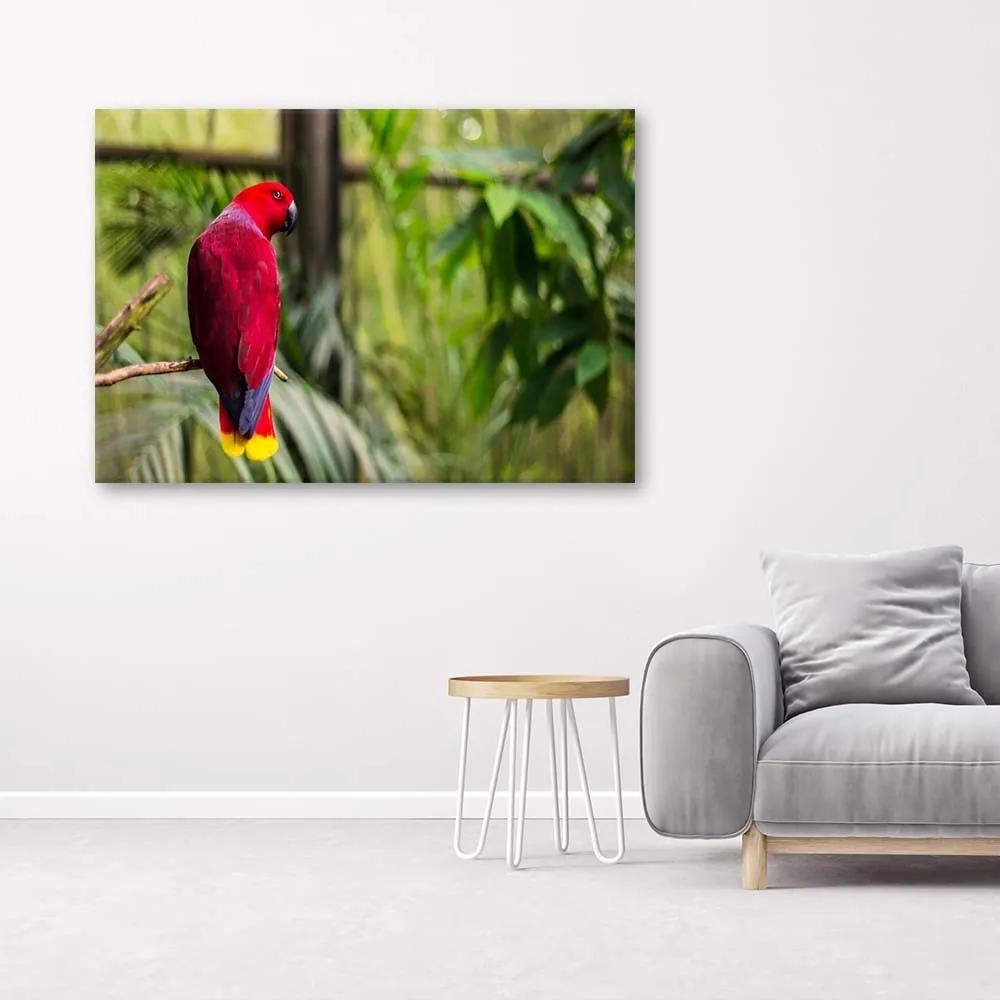 Obraz na plátně Papoušek ráj Ptáci Příroda - 120x80 cm