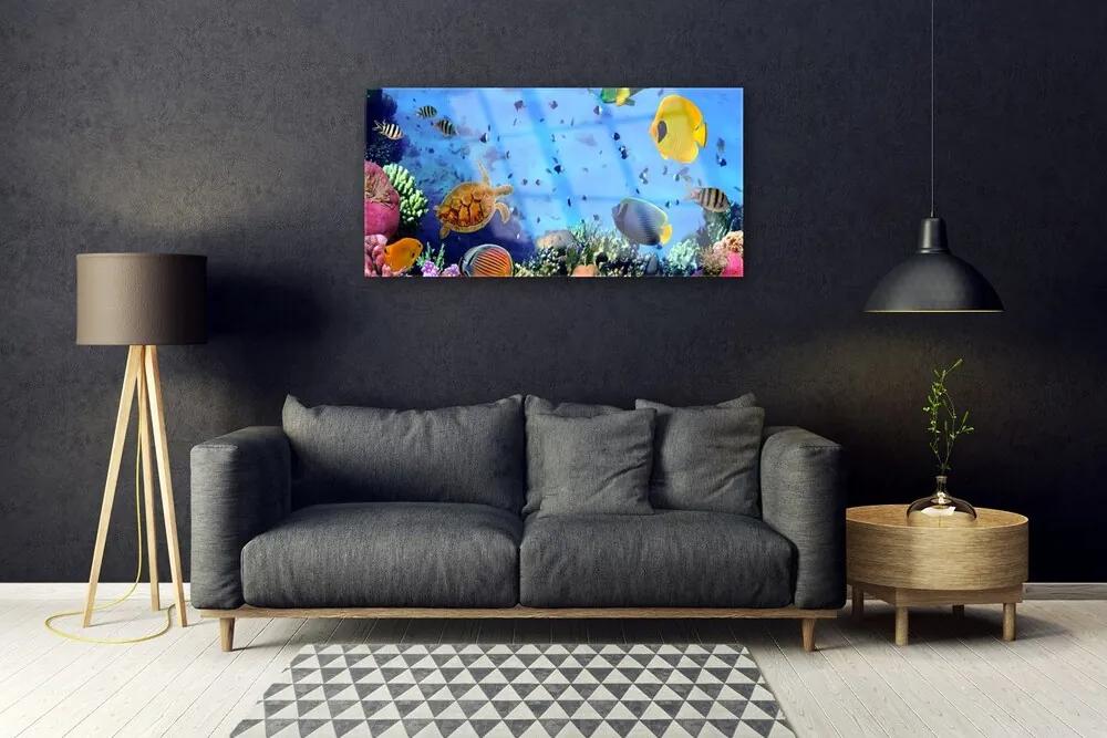 Obraz na skle Koralový útes ryba príroda 140x70 cm