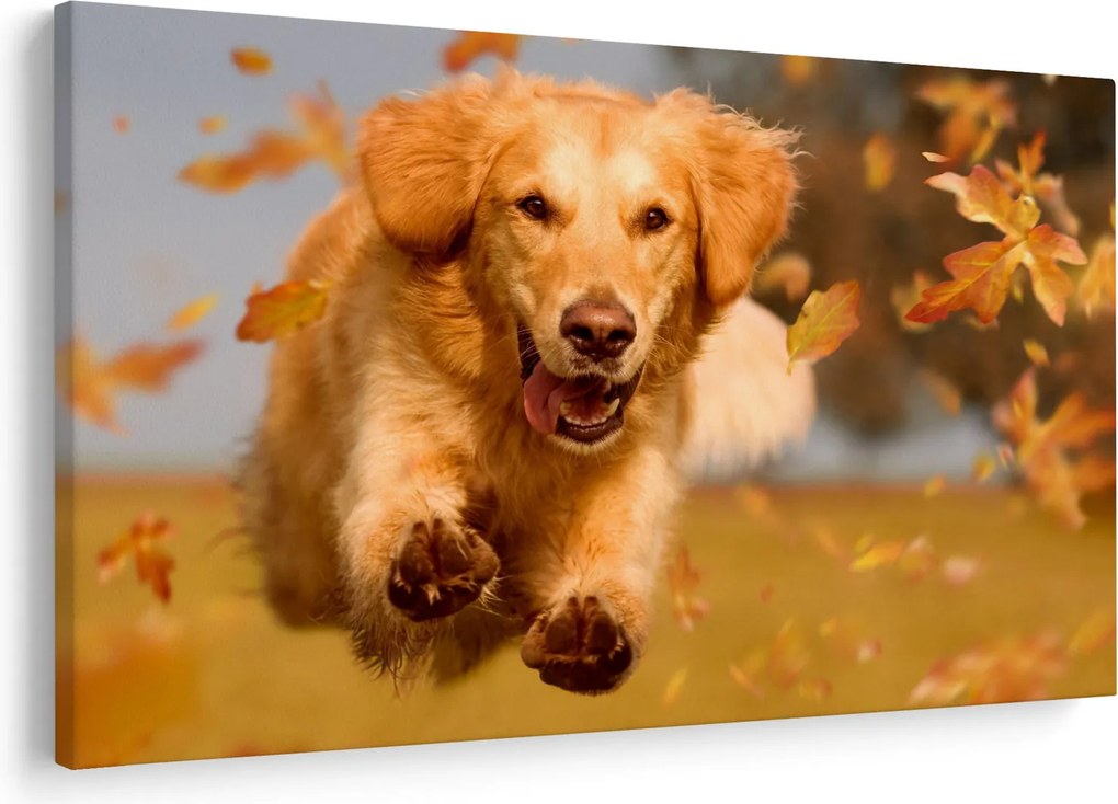 Obraz - Zlatý retriever (90x60 cm)