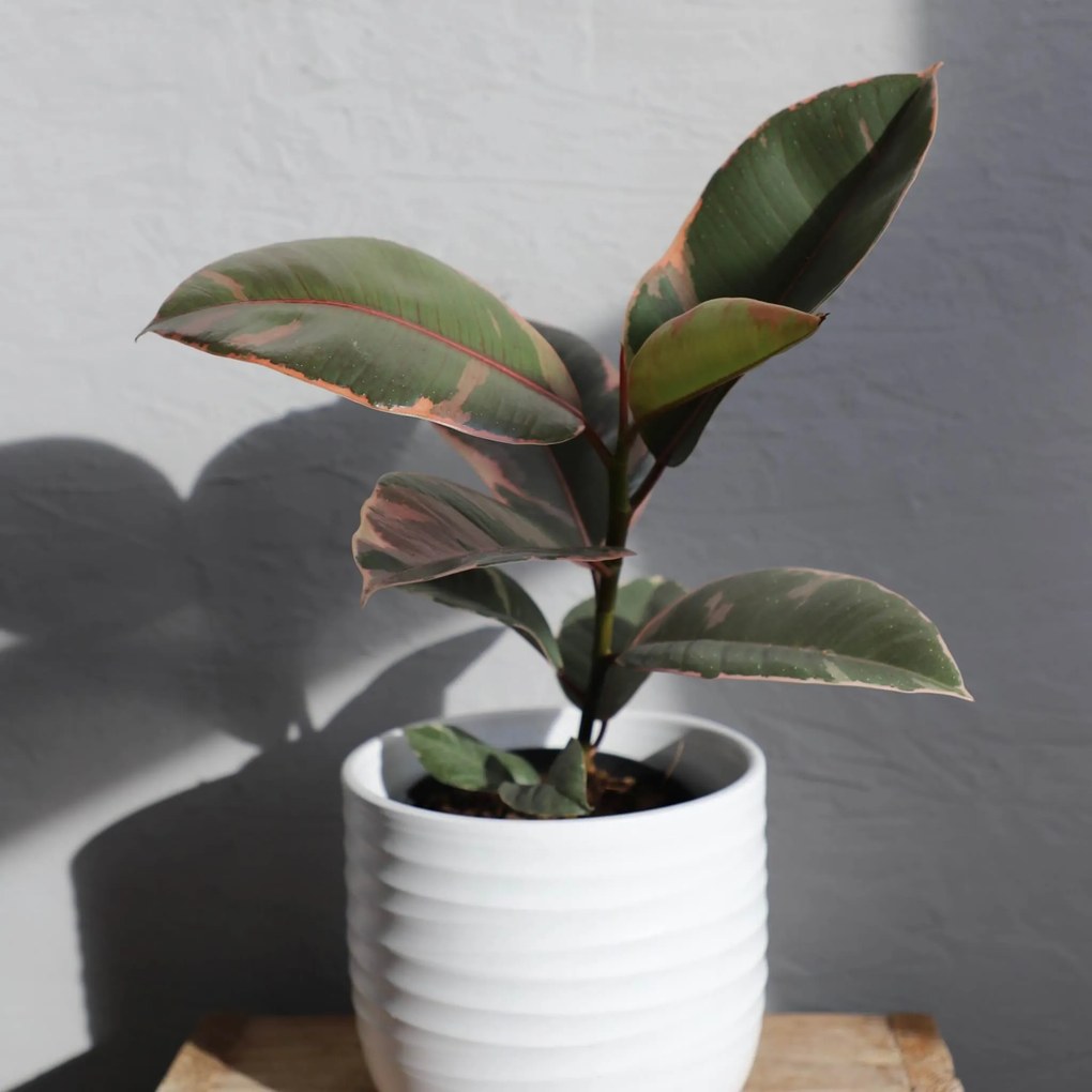 Ficus Elastica Belize