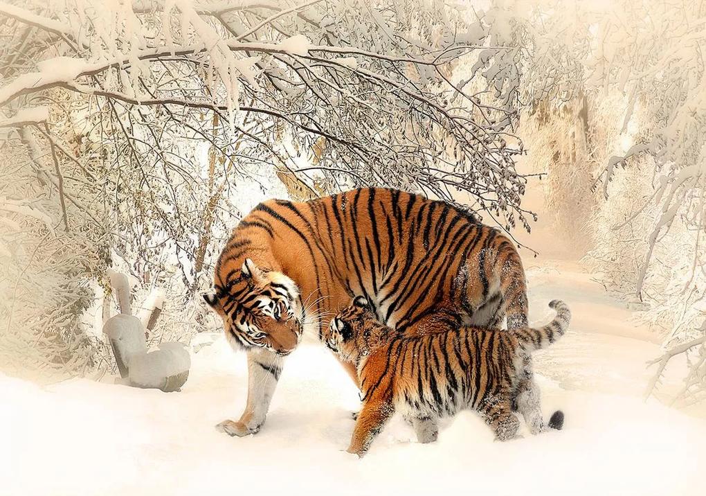 Fototapeta - Tigre na snehu (254x184 cm)