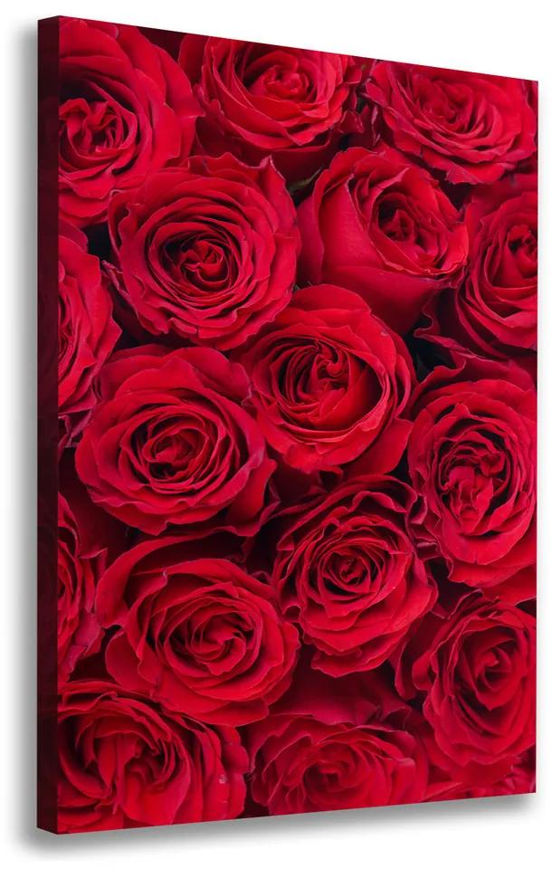 Foto obraz na plátne Červené ruže pl-oc-70x100-f-102803756