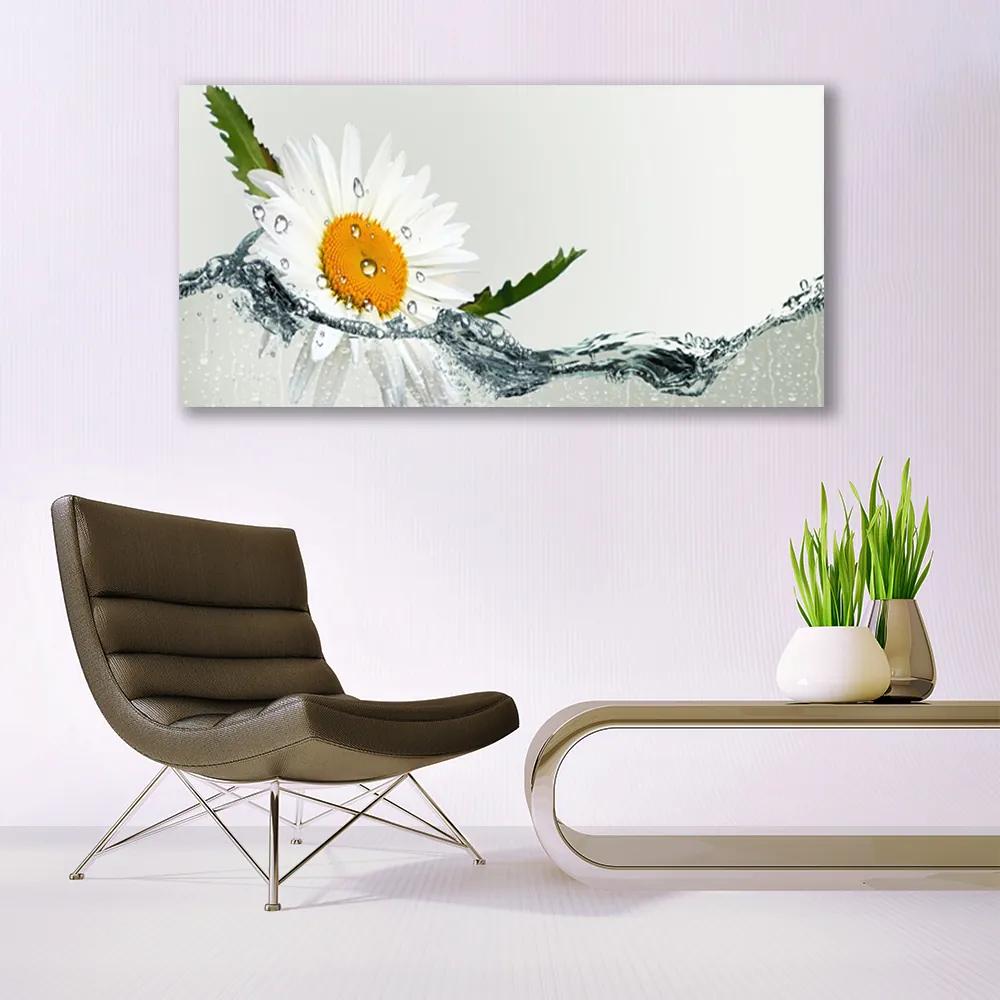 Obraz plexi Sedmokráska vo vode 120x60 cm