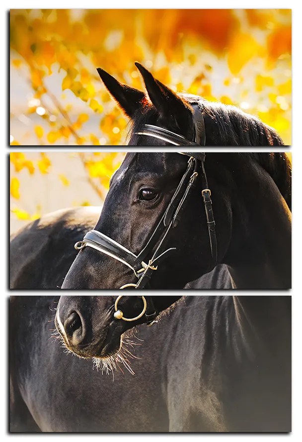 Obraz na plátne - Čierny kôň - obdĺžnik 7220B (105x70 cm)