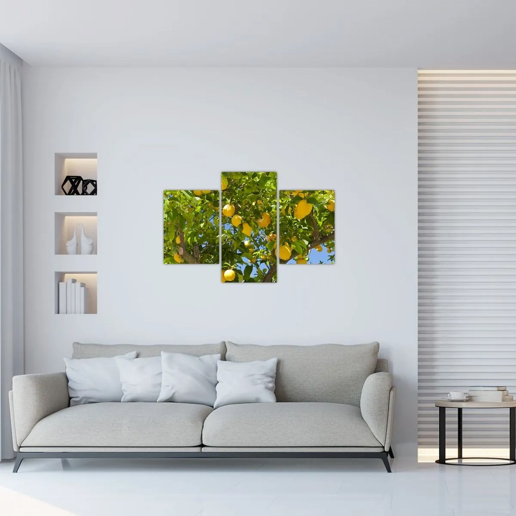 Obraz - Citrónovník (90x60 cm)