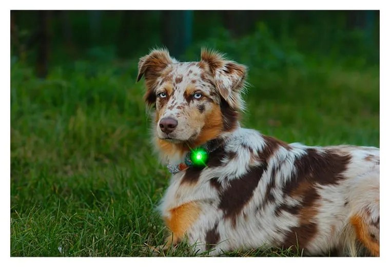 LED svetlo na obojok Green – Orbiloc