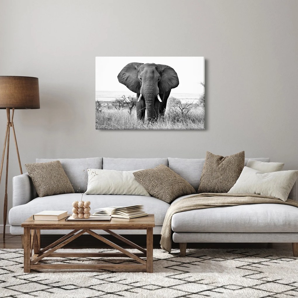 Obraz - Slon africký II. (90x60 cm)