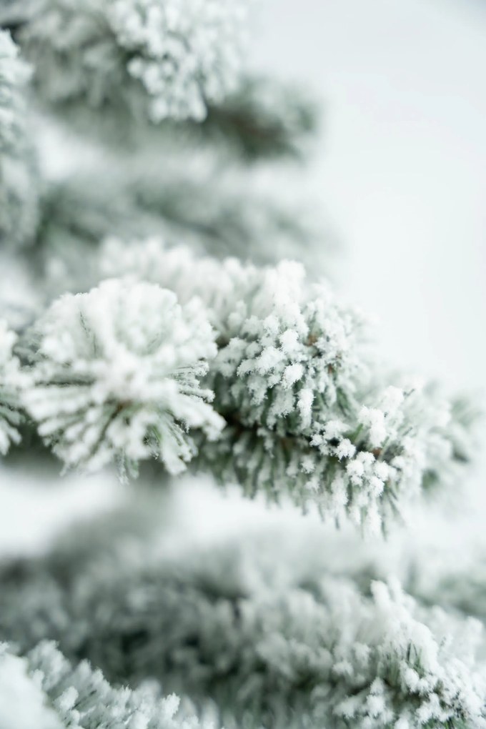 Limpol Vianočný stromček Jedľa Karolína – zasnežená Výška stromčeka: 220 cm